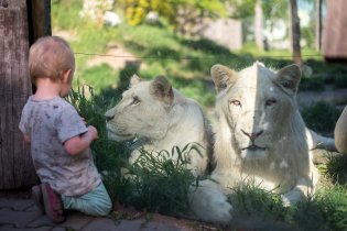 Takové kočíčky kdybychom měli na faře!