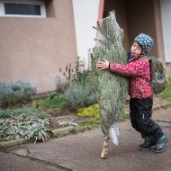 A na nákup vánočního stromečku