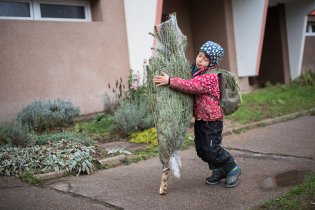 A na nákup vánočního stromečku