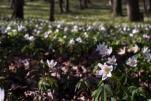 Náš sasankový les