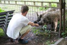 Nebýt ta prasata za plotem, nejspíš by si na nás pochutnala