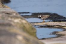 a kulíka písečného