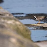 a kulíka písečného