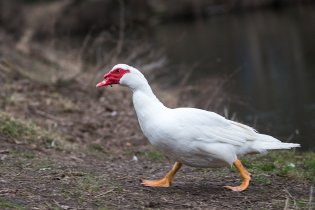 O této kachně pižmové (tzv. husokachně) mluvila na koncertě Martina Trchová