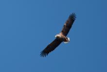 Zvrchu nás pozoroval orel mořský