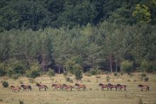Já viděl divoké koně...