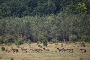 Já viděl divoké koně...