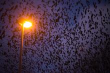 Brněnští havrani tak nějak všichni pohromadě