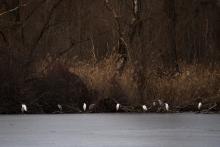 Zátiší s volavkami (Jarohněvický rybník)