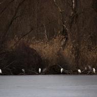 Zátiší s volavkami (Jarohněvický rybník)