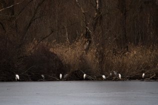 Zátiší s volavkami (Jarohněvický rybník)