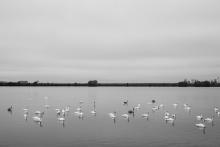 Tovačovské rybníky oplývaly labutěmi