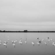 Tovačovské rybníky oplývaly labutěmi