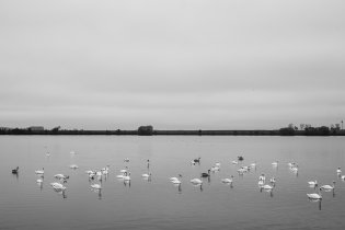 Tovačovské rybníky oplývaly labutěmi