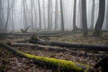 Tom po dlouhé době v mlhavém lese