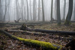 Tom po dlouhé době v mlhavém lese