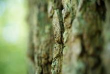 Tomova meditace v přírodě