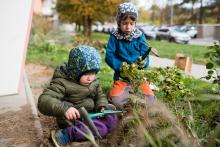 Jestlipak tulipány letos vysazené napřesrok vykvetou?