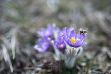 Na Netopýrkách už to kvetlo a bzučelo