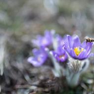 Na Netopýrkách už to kvetlo a bzučelo