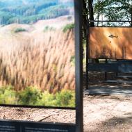 Na téhle expozici psali, že se příroda po požáru velmi rychle obnovuje