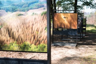 Na téhle expozici psali, že se příroda po požáru velmi rychle obnovuje