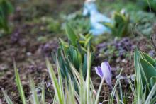 Jaro na (před)zahrádce