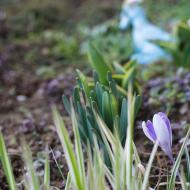 Jaro na (před)zahrádce
