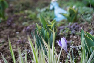 Jaro na (před)zahrádce