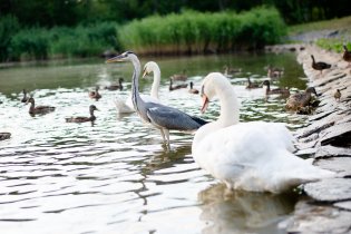 Na stejném místě jako včera - volavku takto zblízka jsme ještě neviděli, překvapilo nás, jak je vlastně docela malá