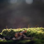 Z Tomovy procházky v mechu (bez kapradí)