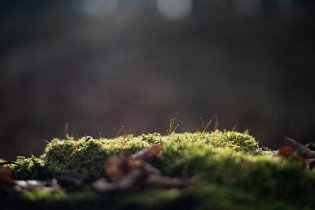 Z Tomovy procházky v mechu (bez kapradí)