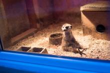 V minizoo na Hájích