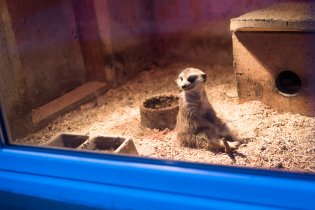 V minizoo na Hájích