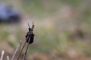 Nejen tonoucí se stébla chytá