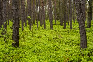 Fosforová zeleň mladého borůvčí cestou do Šluknova nás fascinovala