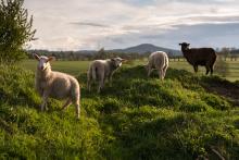 Tato jehňátka Tomovi učarovala (a narozdíl od jeřába, které jsme obdivovali před nimi, i ochotně v protisvětle zapózovala)