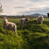 Tato jehňátka Tomovi učarovala (a narozdíl od jeřába, které jsme obdivovali před nimi, i ochotně v protisvětle zapózovala)