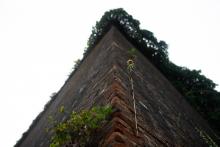 Životní síla této slunečnice nás fascinovala