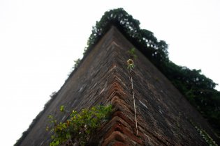 Životní síla této slunečnice nás fascinovala