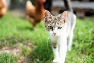 Slepice, kotě a foťák - také blízké setkání, tentokrát na Statku Jinačovice