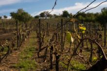 Mutěnický vinohrad