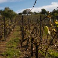 Mutěnický vinohrad