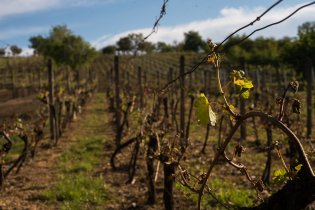 Mutěnický vinohrad