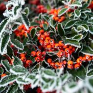 Velká krása - jinovatka všude