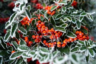 Velká krása - jinovatka všude