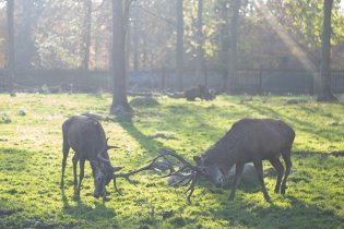 Dva jeleni v oboře vystřihli parohové klání jako na objednávku