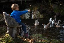 Vikiho nejvíc bavilo krmení těchto hus labutích