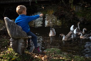 Vikiho nejvíc bavilo krmení těchto hus labutích