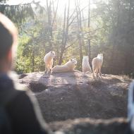 To je ta smečka, která některé dny vyje na celou Bystrc